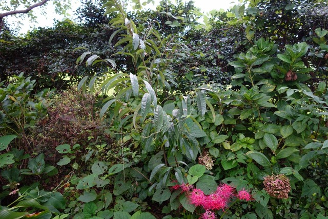 DSC04980