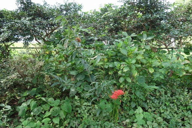 DSC00176