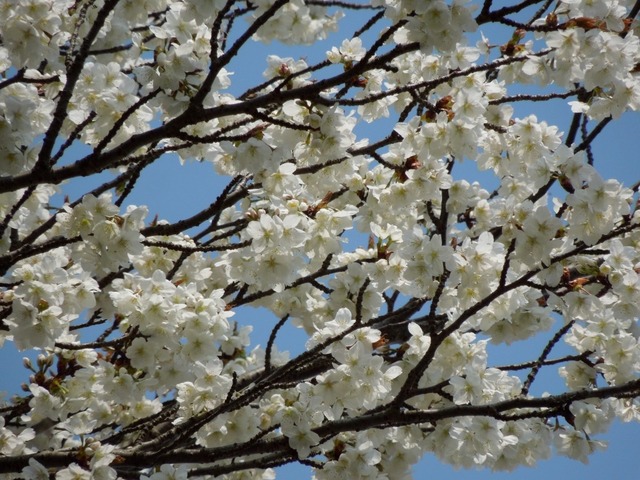 DSCN0468