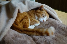 DSC02955