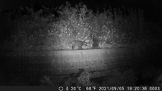 SnapCrab_NoName_2021-9-6_9-55-18_No-00