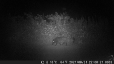 SnapCrab_NoName_2021-9-1_11-11-44_No-00
