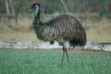 EMU