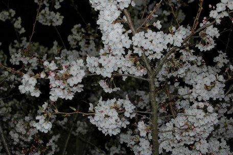 DSC_3665aaa
