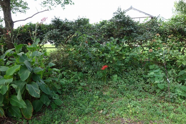 DSC00175