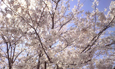 CA397911