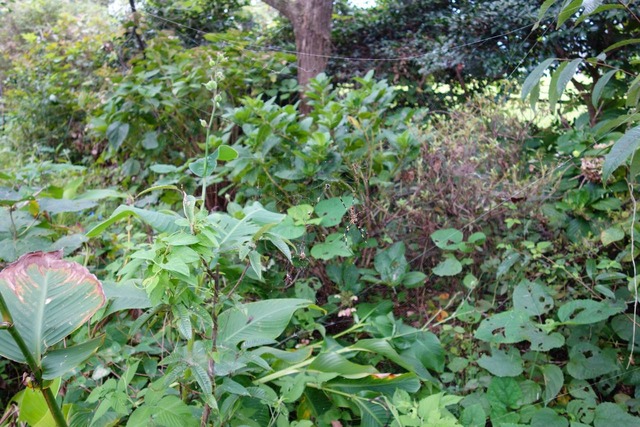 DSC04982