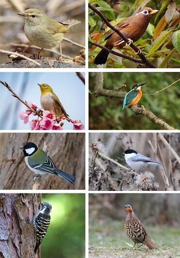 春の鳥 詩と宇宙 春の鳥 詩と宇宙