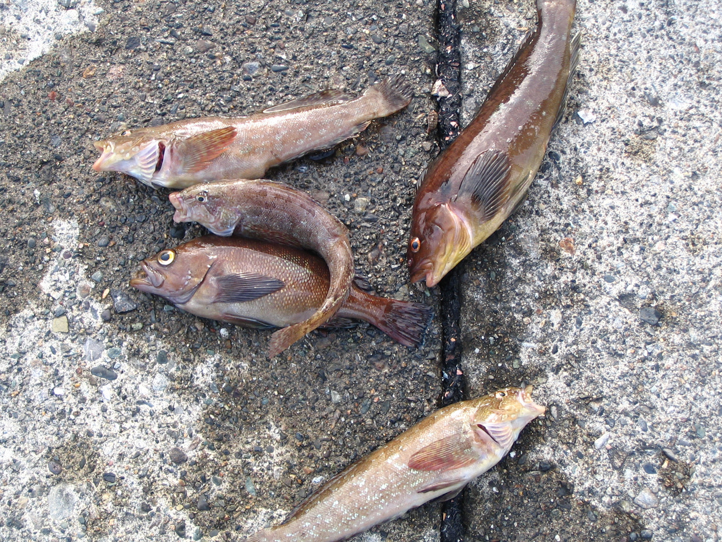 11 6 浦河港 カジカ ぶっこめ北海道釣 りんぐ