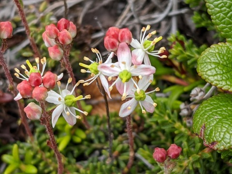 chisimatugazakura