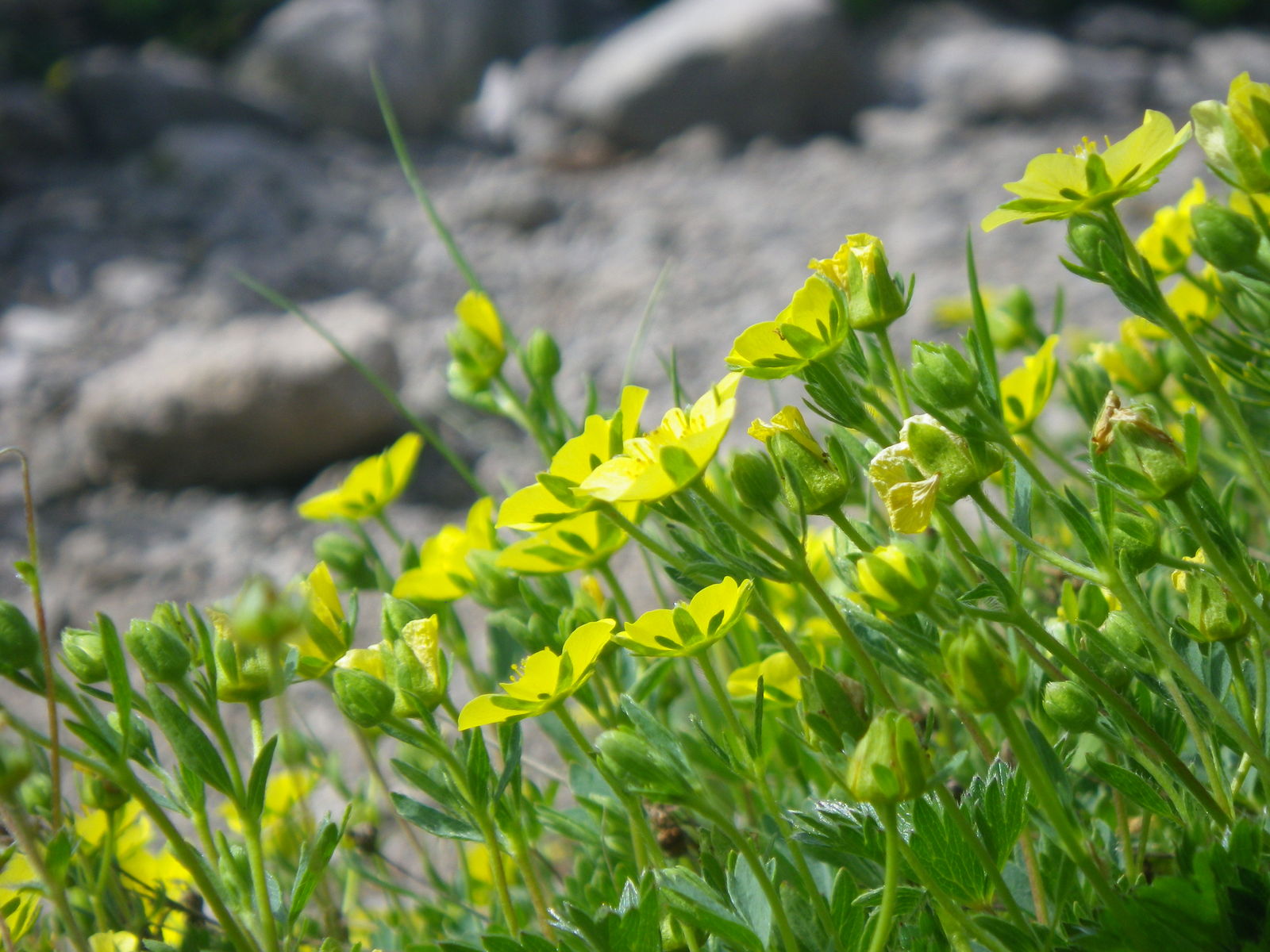 花の大雪山 札幌ピオレ山の会