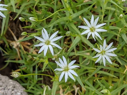 ezoiwatumekusa (2)