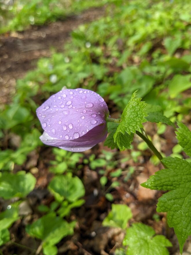 砥石山 小林峠 札幌ピオレ山の会