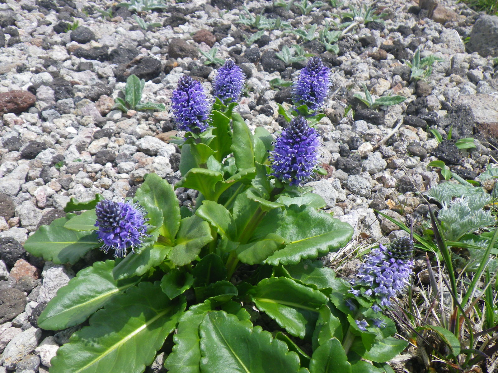 花の大雪山 札幌ピオレ山の会
