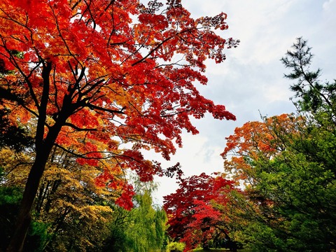 yakiimo_27