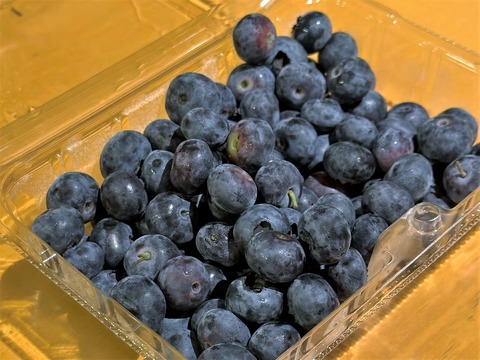 blueberry_10