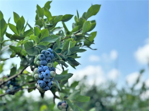 blueberry_3