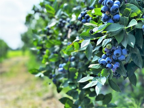 blueberry_2