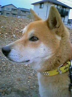 20040403
