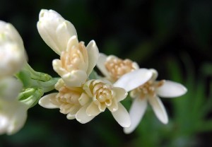 tuberose3