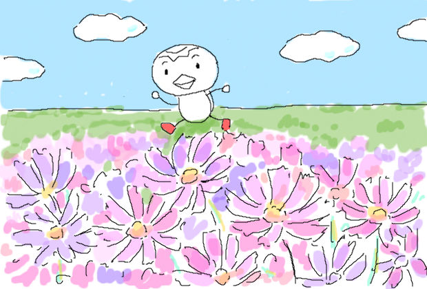 コスモス街道 かっぱの気まぐれ絵日記