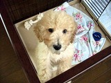 lily1