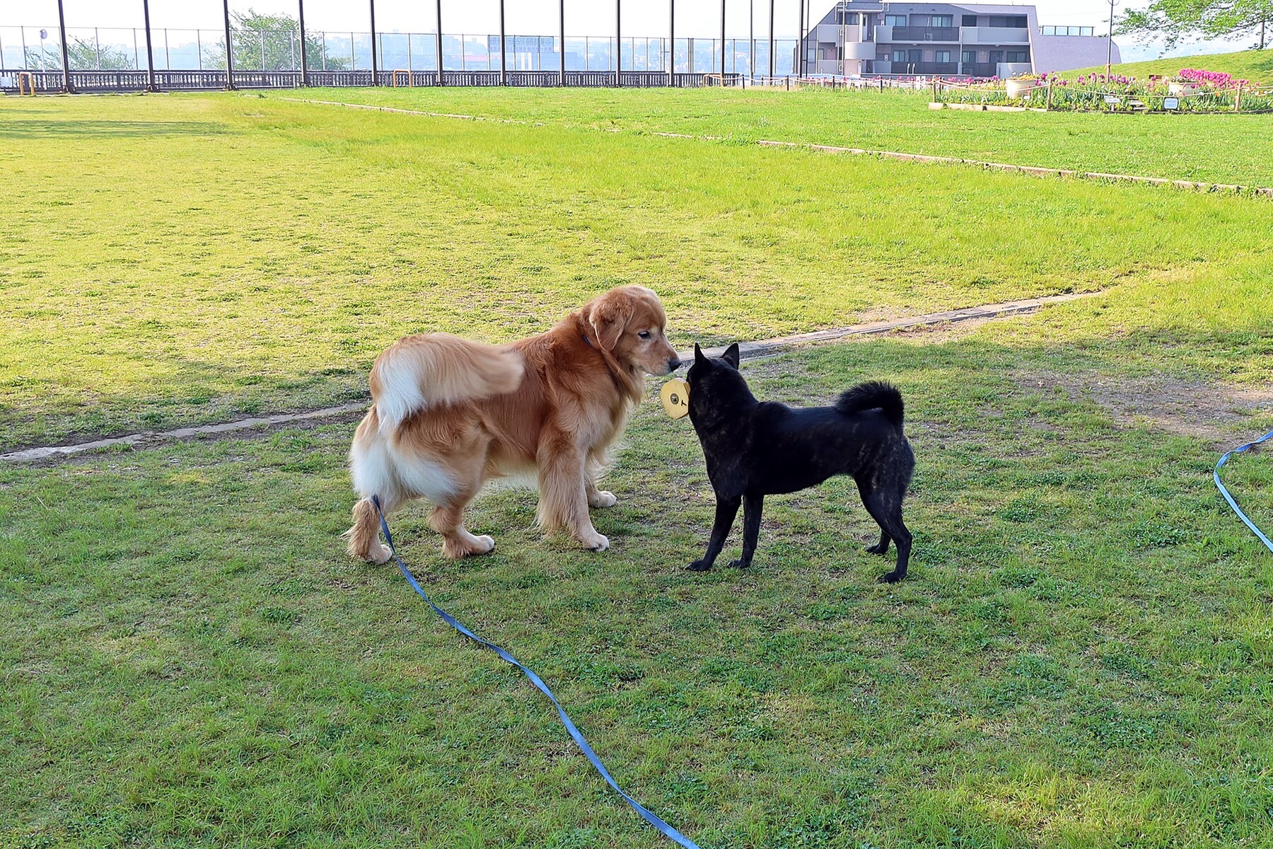 人のモノは 黒い親子のドタバタ日記 甲斐犬saradaとr 人のモノは 黒い親子のドタバタ日記 甲斐犬saradaとr
