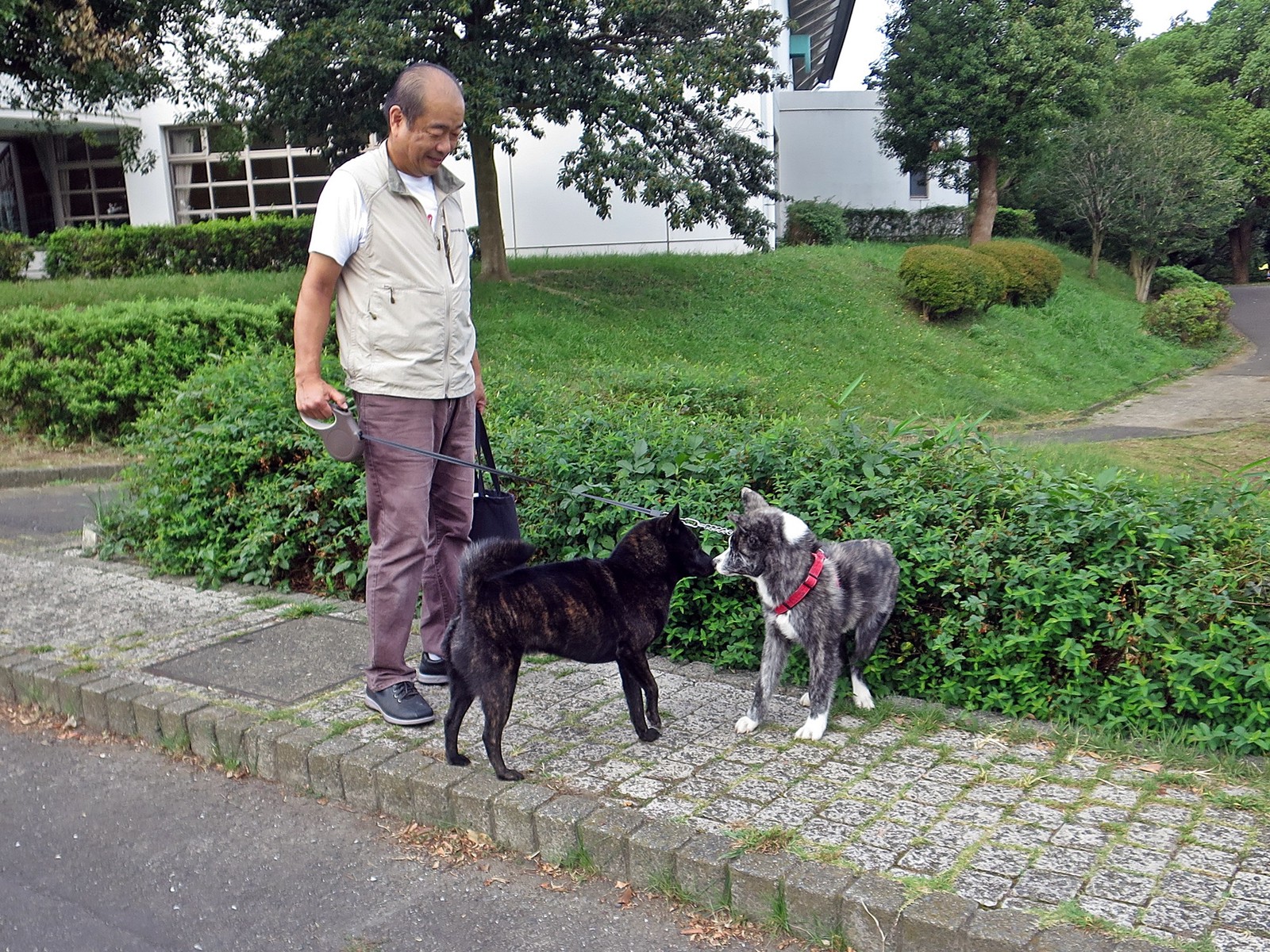 パイセン風を吹かせる 黒い親子のドタバタ日記 甲斐犬saradaとr