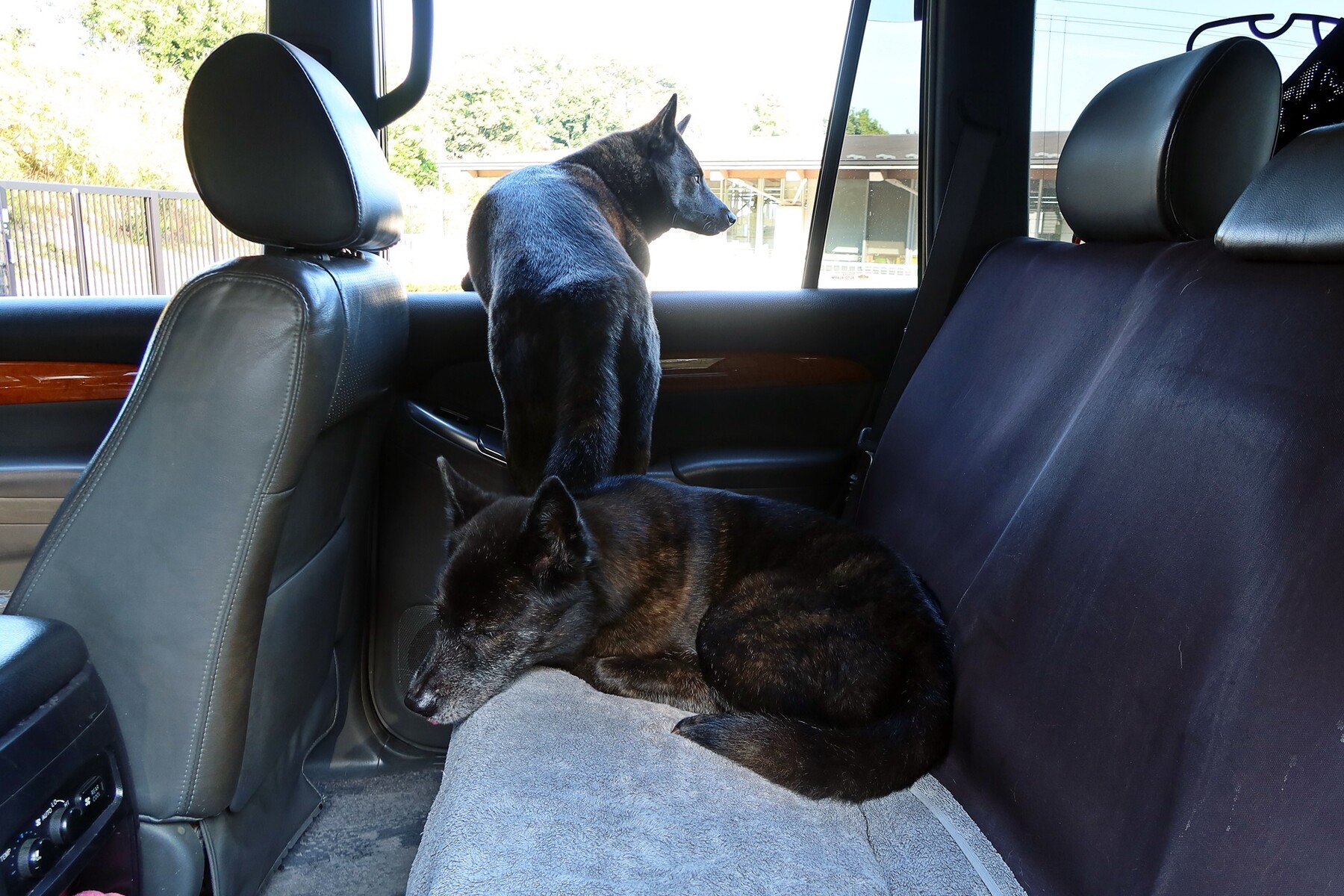 わざわざ狭いところ 黒い親子のドタバタ日記 甲斐犬saradaとr わざわざ狭いところ 黒い親子のドタバタ日記 甲斐犬saradaとr