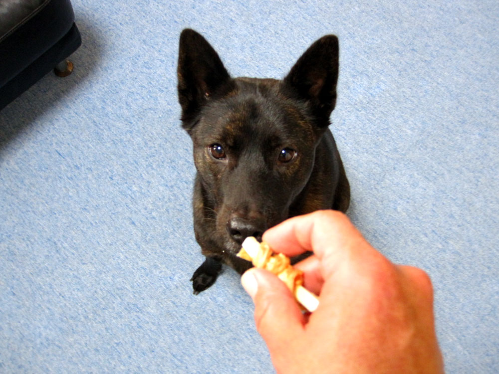 クッキー ストレッチ 黒い親子のドタバタ日記 甲斐犬saradaとr クッキー ストレッチ 黒い親子のドタバタ日記 甲斐犬saradaとr