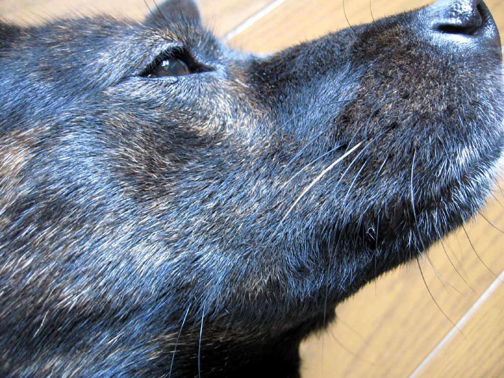白髪ヒゲ 黒い親子のドタバタ日記 甲斐犬saradaとr 白髪ヒゲ 黒い親子のドタバタ日記 甲斐犬saradaとr