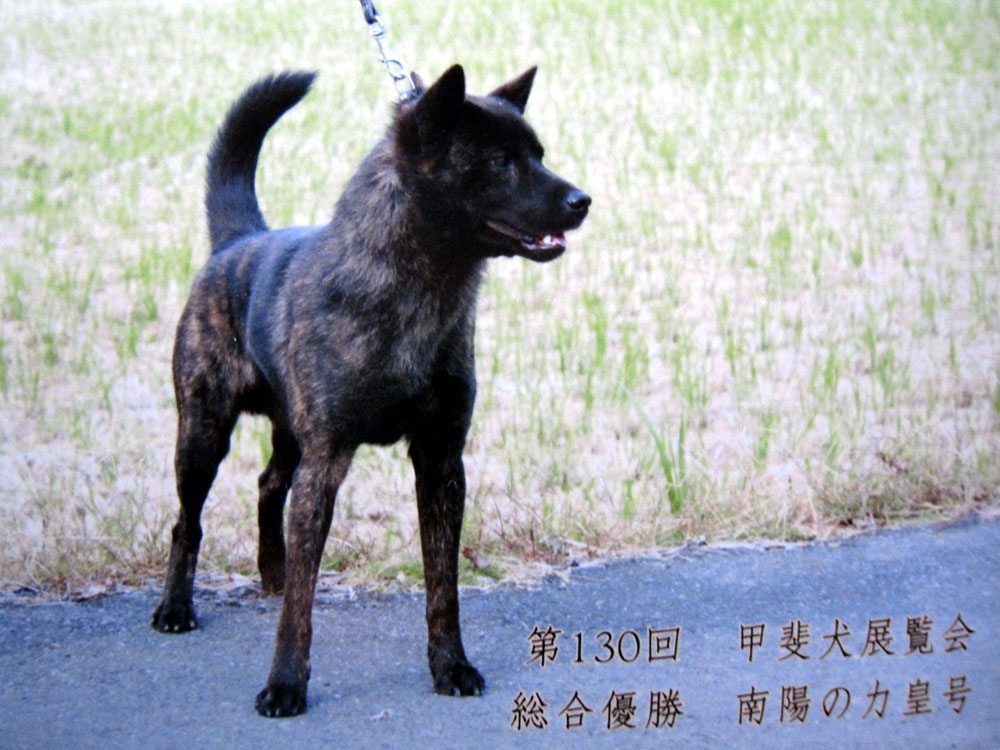 猛犬注意 黒い親子のドタバタ日記 甲斐犬saradaとr