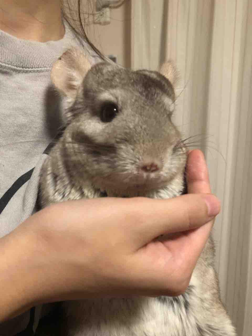 チンチラは抱っこが好き チンチラと主人たち チンチラは抱っこが好き チンチラと主人たち