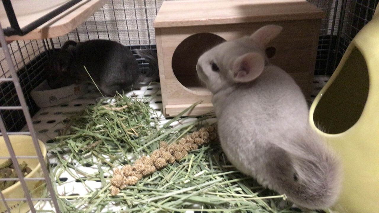 アルファルファとチモシー チンチラと主人たち アルファルファとチモシー チンチラと主人たち