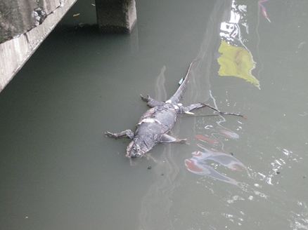 合掌 運河の溺死体 メイドインタイランド 合掌 運河の溺死体 メイドインタイランド