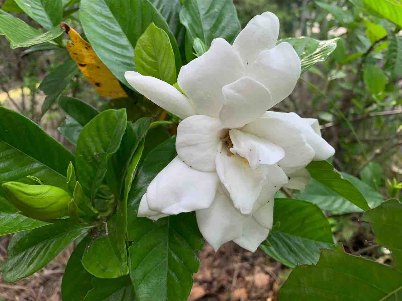 梔子花 梔子花