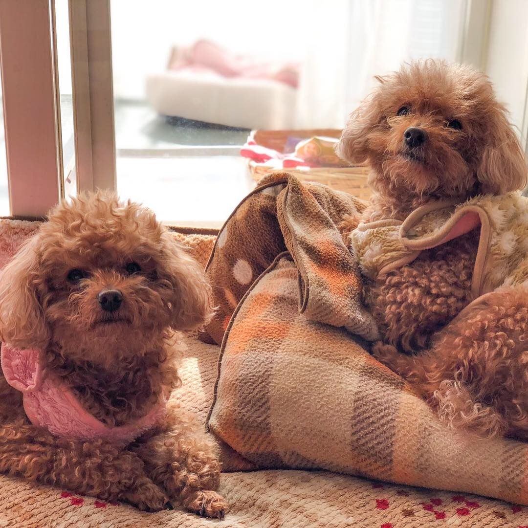 老犬の歯の問題 サラン歯石除去にむかって 犬と本と私 サランとアモと一緒に