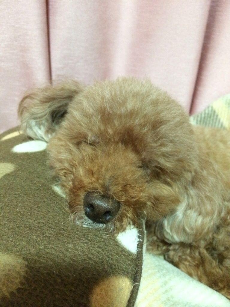 13年10月 犬と本と私 サランとアモと一緒に