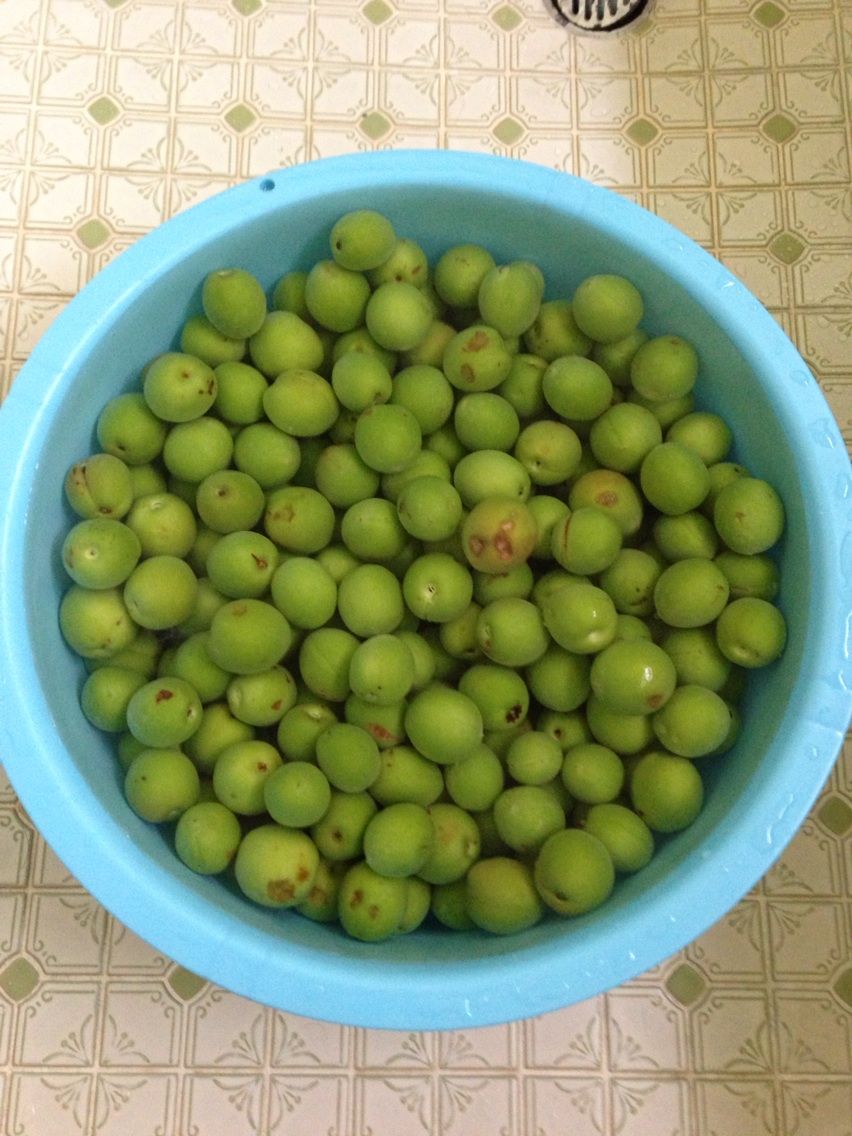 梅ジュースの季節がやってきました 犬と本と私 サランとアモと一緒に