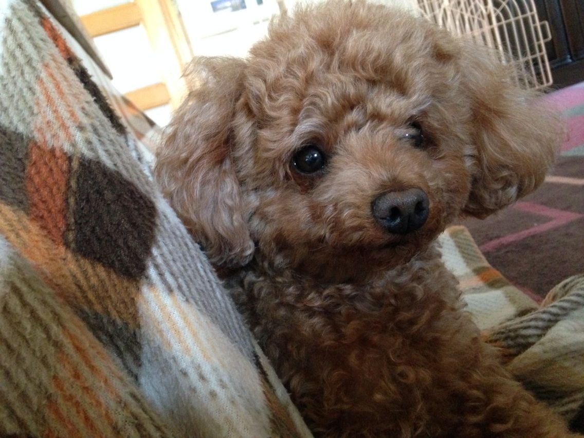 犬好きにはたまらない装丁の本 犬と本と私 サランとアモと一緒に