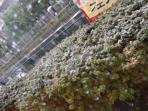 イメージ 12