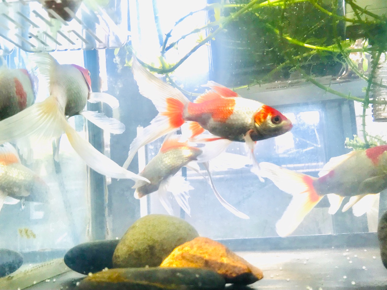 横浜トリエンナーレの金魚 たまごを産む さる録