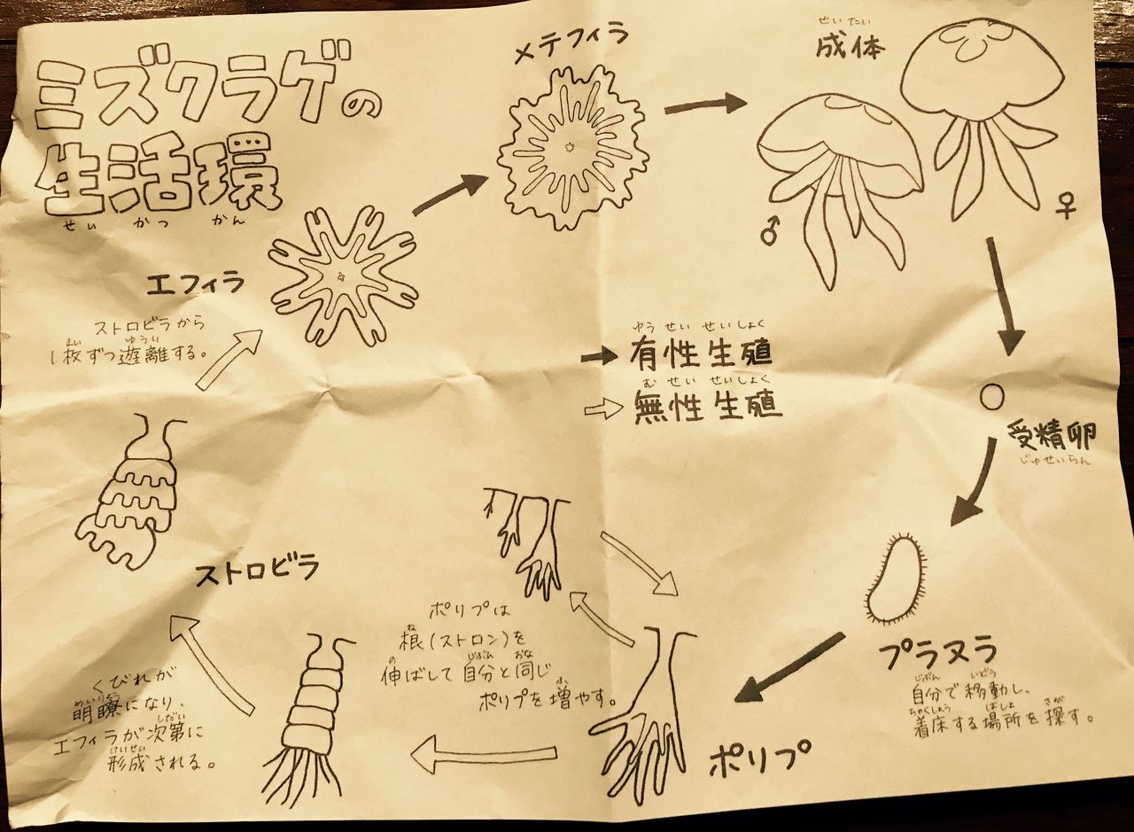 鶴岡でくらげ さる録 鶴岡でくらげ さる録