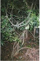 salacia in forest
