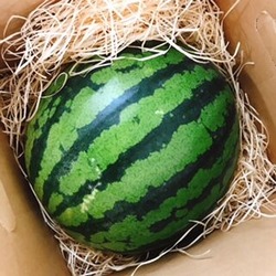 ¼«Á³ºÏÇÝ¥¹¥¤¥«¢