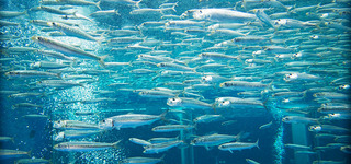 pic-true-sardine01
