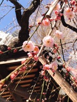 Çð¿À¼Ò¤ÎÇß