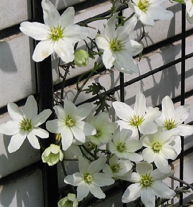 常緑クレマチス 花ごよみ