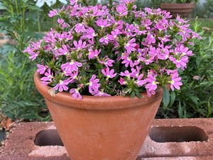 s-IMG_2753