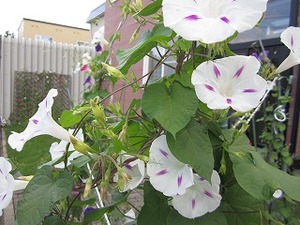 IMG_1376
